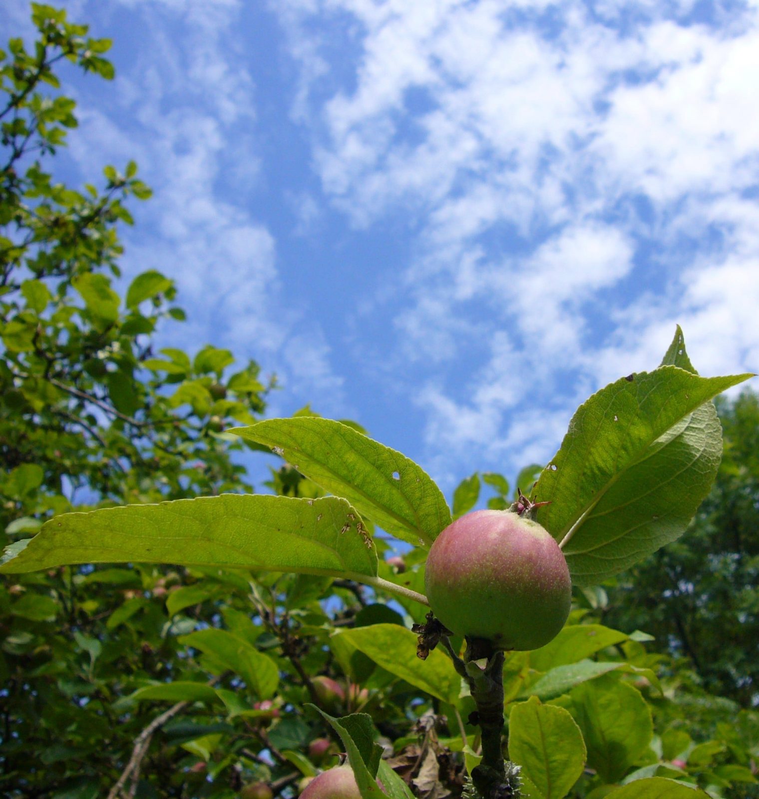 CiderCider